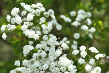 Beautiful white gypsophila flowers growing outdoors, closeup