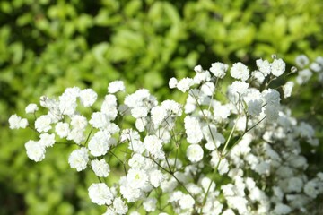 Beautiful white gypsophila flowers growing outdoors, closeup