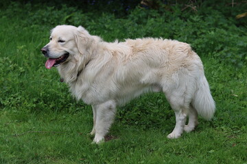 Golden retriever standing on grass