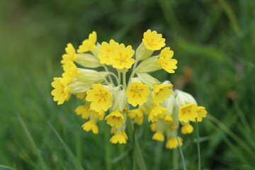 Close up of yellow cowslip flowers