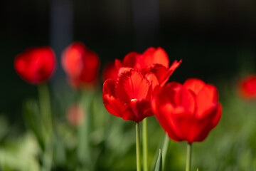 Obraz premium Vibrant Red Tulips in Soft Focus