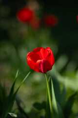 Obraz premium Single Red Tulip in Bloom with Dark Background