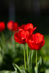 Fototapeta premium Red Tulips Glowing in Spring Sunlight