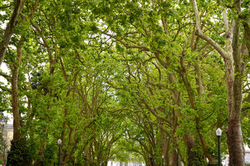 Lush Green Canopy of Plane Trees Tranquil Nature Scene Summer Sunlight Park Alley