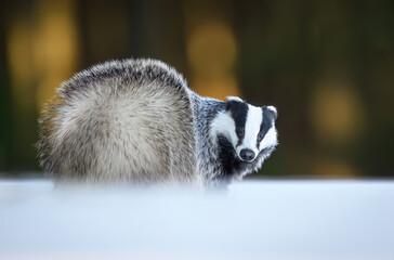Badger close up ( Meles meles ) © Piotr Krzeslak