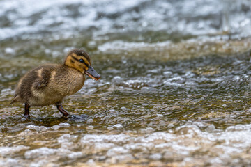 Chick, baby mallard duck, walking in a stream.