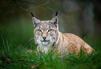 Eurasian lynx ( Lynx lynx ) close up