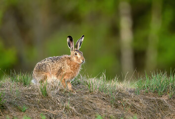 European hare ( Lepus europaeus ) close up
