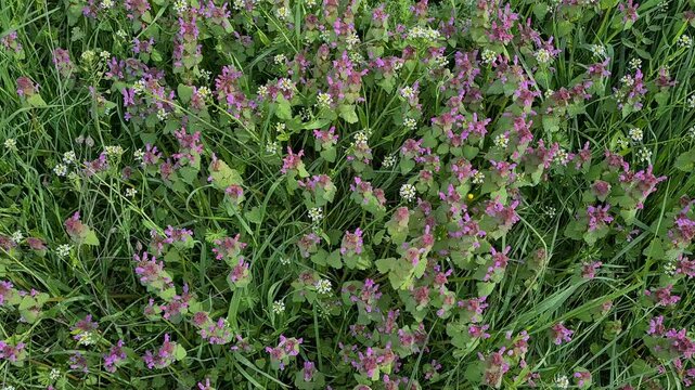 wild flowers and plants. nettle plant videos.