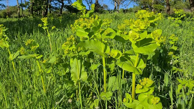 natural plant videos, wild flower videos.