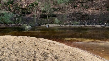 A Tranquil Riverbank Scene with Beautiful Lush Forest Surroundings in the Background