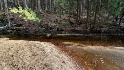 A Serene Forest Stream Embraced by the Beauty of Nature in All Its Splendor and Wonder