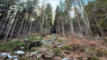 A serene forest path adorned with snow and rocks invites exploration and tranquility in nature