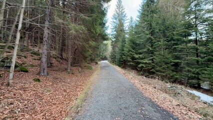 A serene forest path surrounded by beautiful autumn foliage awaits your exploration