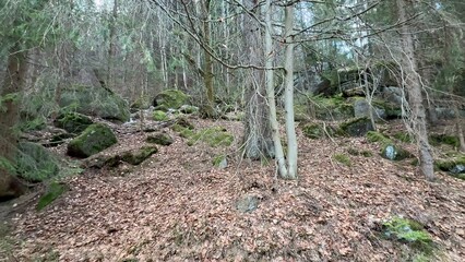 A Scenic and Picturesque Forest Pathway Surrounded by the Beauty of Natures Wonders