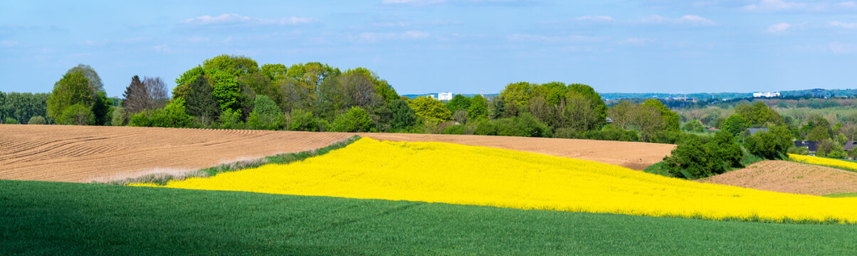 Colorful agriculture fields with yellow colza in Korbeek-Dijle, Flemish Brabant, Belgium