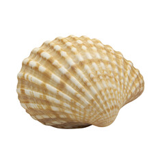 Detailed Ribbed Beige Seashell with Natural Curved Texture Isolated on PNG Background.