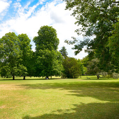 Fototapeta premium Large grassy meadow in summer park.