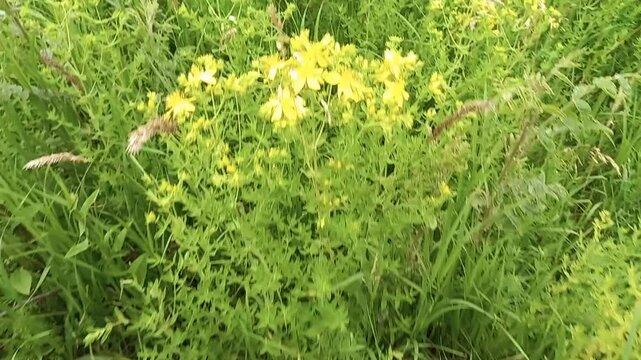 Yellow wildflowers in full bloom on the background of a lush green meadow