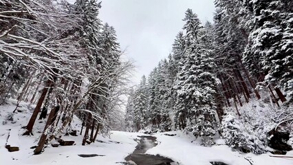 A Beautiful Snowy Winter Landscape Featuring a Majestic River and Tall Pine Trees