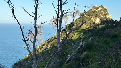 A Serene Coastal Landscape Featuring Bare Trees with an Amazing Ocean View in the Distance