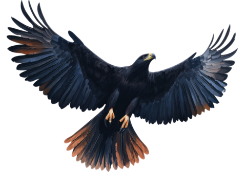 Eagle Silhouette Flying PNG

