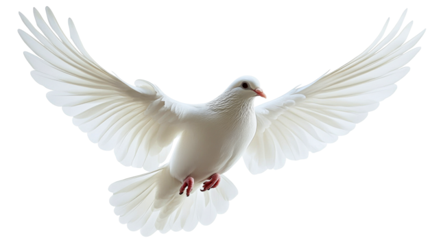 Soaring white dove extends wings in flight isolated, cut out transparent