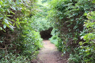 Countryside footpath surrounded by trees and thick hedges