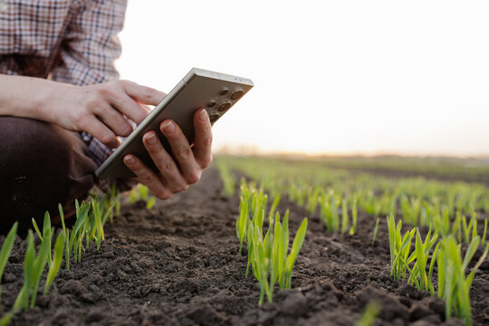 Hands holding smartphone over young crop sprouts in farmland at sunrise, agriculture monitoring.