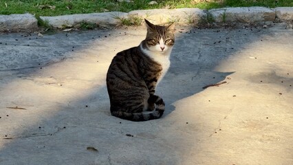 A Cute Cat is Sitting Comfortably and Relaxing in the Warm Sunshine on a Pavement outdoors