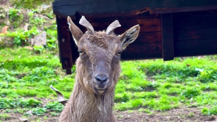 Experience the Majestic Goat living in its Natural Habitat amidst the beauty of nature
