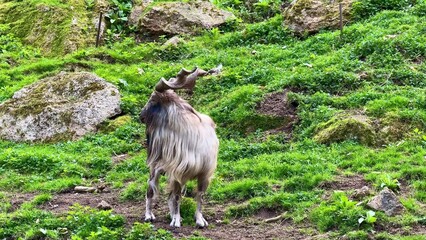 A Majestic Himalayan Goat is Grazing peacefully in a Lush Green Landscape, full of life and beauty