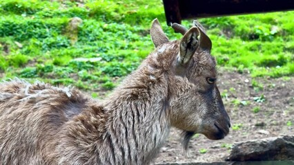 A Mountain Goat has been captured in its natural habitat, showcasing the beauty of wildlife