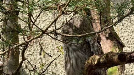 A Majestic Owl Skillfully Camouflaged Among the Lush Trees in Natures Serenity and Beauty