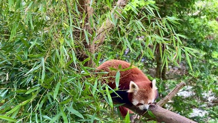 A Red Panda Engaging in Climbing Activities on a Tall Bamboo Tree in Its Natural Habitat