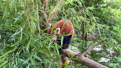 A Red Panda Skillfully Climbing Through Vibrant Bamboo Forests Full of Life and Beauty