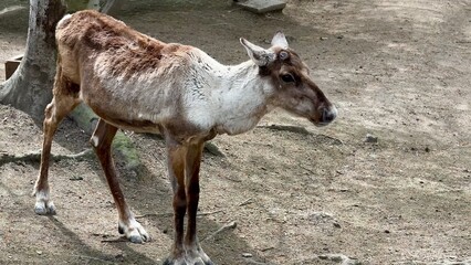 A closeup of a Reindeer in its habitat, highlighting its beautiful features and surroundings
