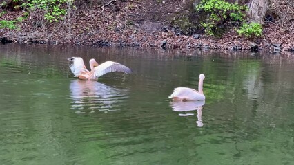 The Stunning Pelicans are Delightfully Enjoying a Perfectly Serene Moment on the Calm Water Surface