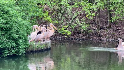Elegant Pelicans Gracefully Swimming in a Tranquil and Serene Pond, Reflecting Natures Beauty