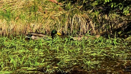 Ducks are feeding peacefully in a lush green wetland environment surrounded by nature