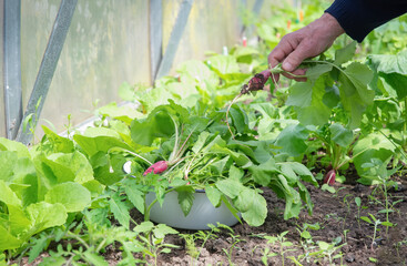 An elderly farmer picks fresh radishes from his garden and places them in a white enamel bowl in his greenhouse, enjoying the fruits of his organic cultivation,