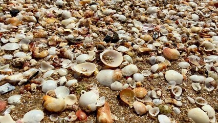 Explore the vibrant beach shoreline that is abundantly filled with colorful and diverse seashells
