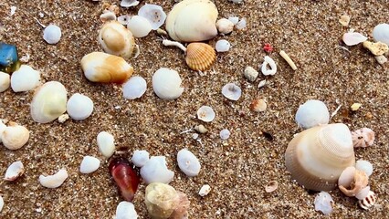 A Variety of Colorful Diverse Sea Shells Found on a Beautiful Sandy Beach Paradise