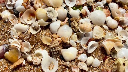 A Stunning and Beautiful Collection of Multicolored Beach Shells on the Soft, Warm Sand