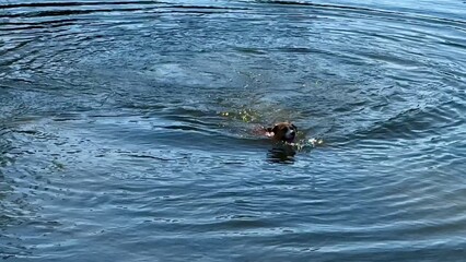 Fototapeta premium A Dog Swimming Happily in Calm Water at a Scenic Lakeside During a Beautiful Summer Day