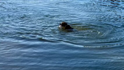A happy dog swims in clear blue water on a sunny day, enjoying life and splashing around