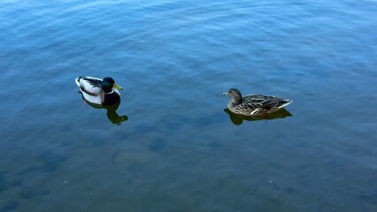 Observe the serene ducks gracefully swimming in the tranquil waters of a calm pond today
