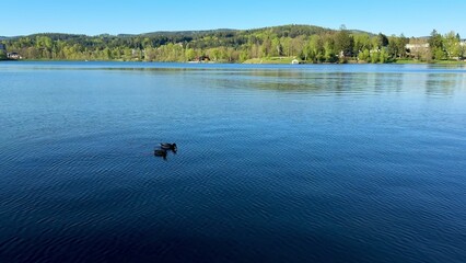 Fototapeta premium A Serene and Picturesque Lake View with Ducks Gracefully Swimming in the Tranquil Water