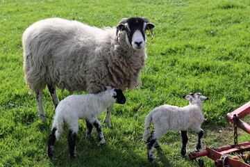 Sheep with lambs in a field in spring sunshine