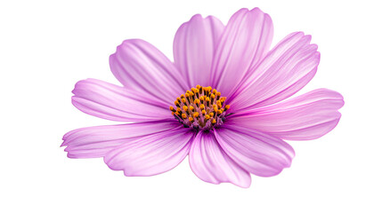 Cosmos Blossom, Light Pink, Close-up, Isolated Flower, Cut Out Transparent
